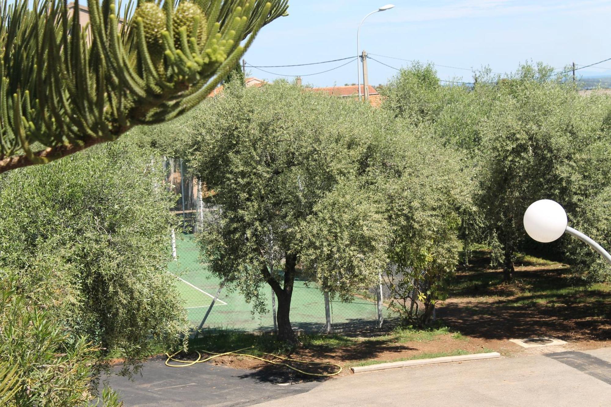 Domaine Le Clos Des Oliviers Sorbo-Ocagnano Quarto foto