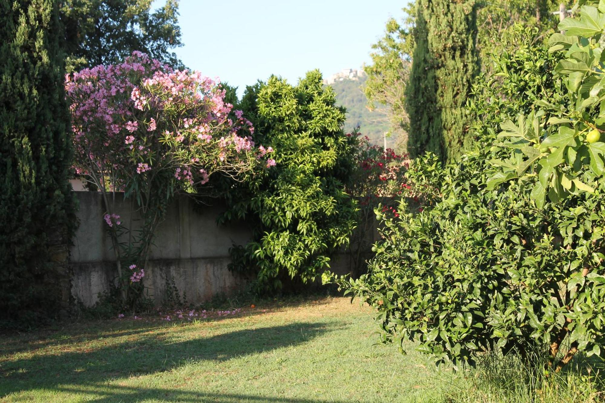 Domaine Le Clos Des Oliviers Sorbo-Ocagnano Quarto foto